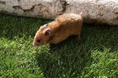 Cute  little hamster on green grass outdoors