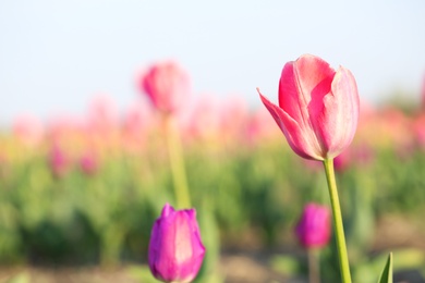 Closeup view of beautiful fresh tulip on field, space for text. Blooming spring flowers