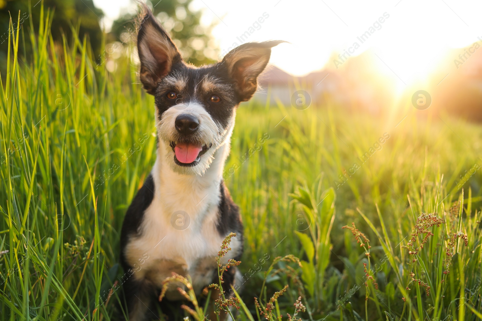 Photo of Cute fluffy dog in green grass at sunset