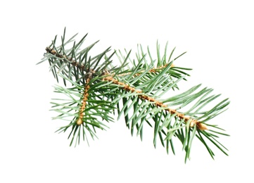 Photo of Branch of Christmas tree on white background