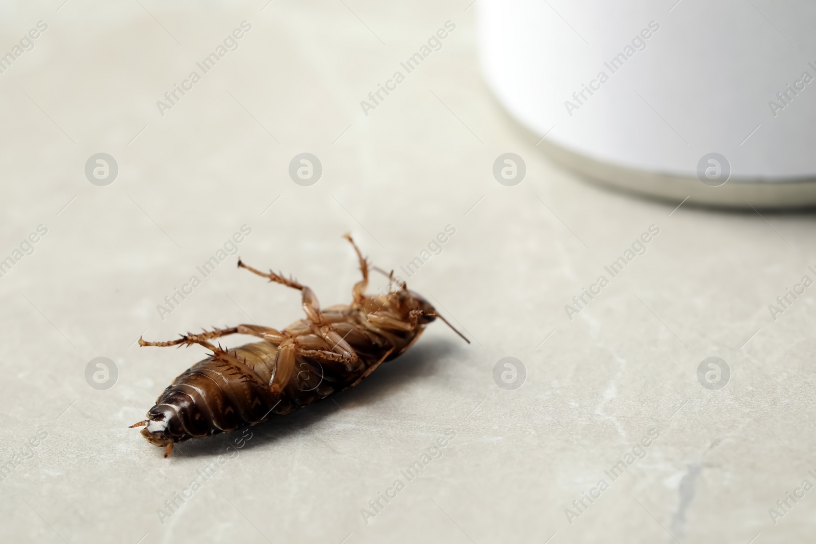 Photo of Dead brown cockroach on light grey marble background, closeup. Pest control