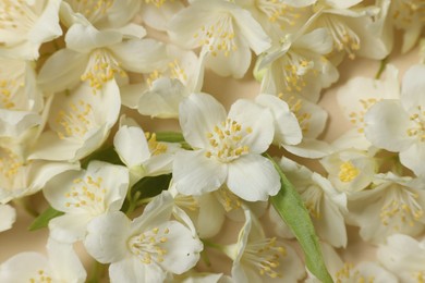 Many aromatic jasmine flowers on beige background, above view