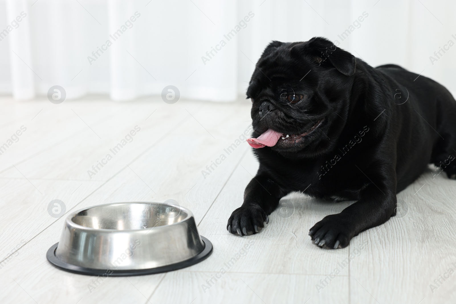 Photo of Cute Pug dog eating from metal bowl in room, space for text