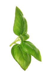 Photo of Fresh green basil leaves isolated on white