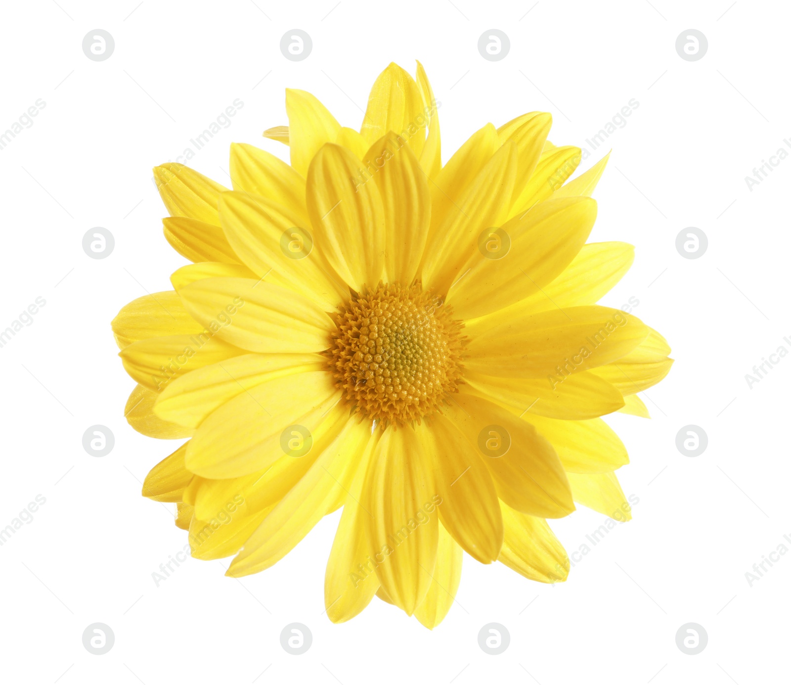 Photo of Beautiful and delicate chamomile flower on white background