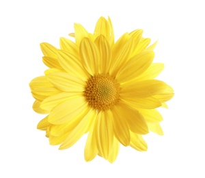 Beautiful and delicate chamomile flower on white background