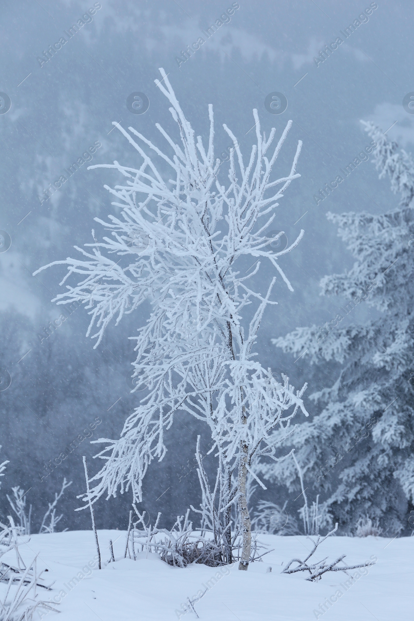 Photo of Beautiful view of trees and plants covered with snow on winter day