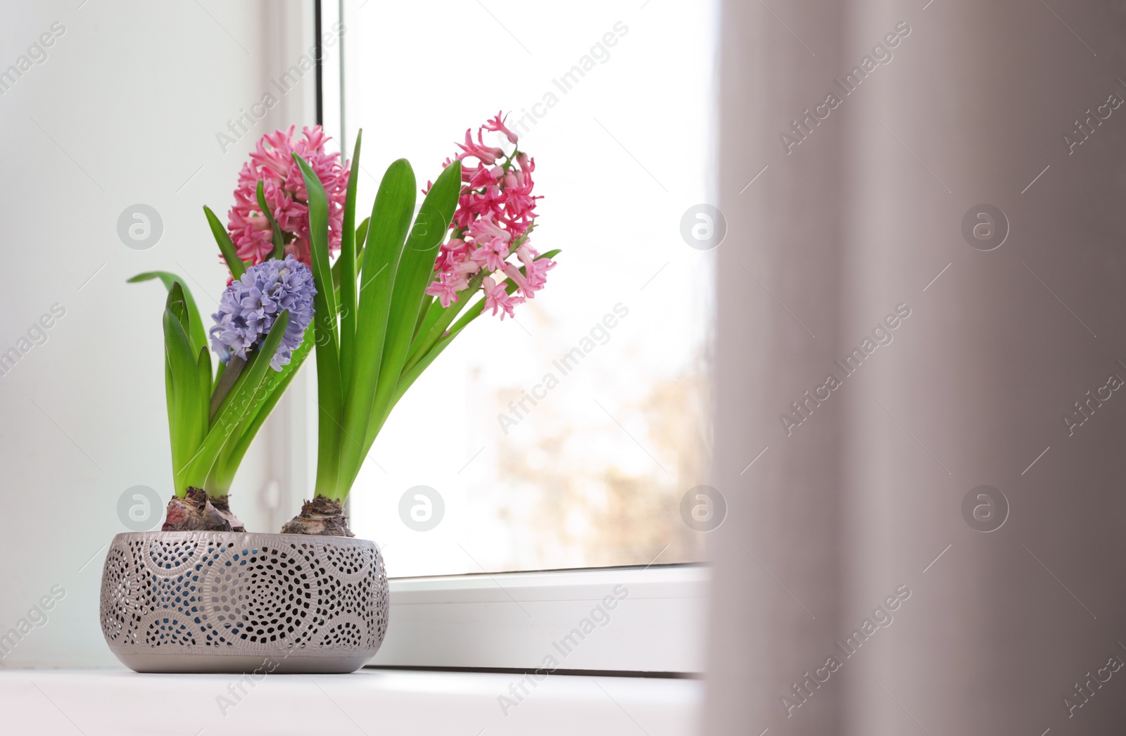 Photo of Blooming spring hyacinth flowers on windowsill at home, space for text