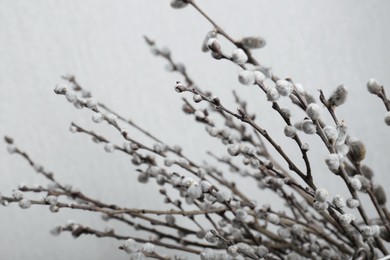 Beautiful blooming willow branches on light grey background, closeup