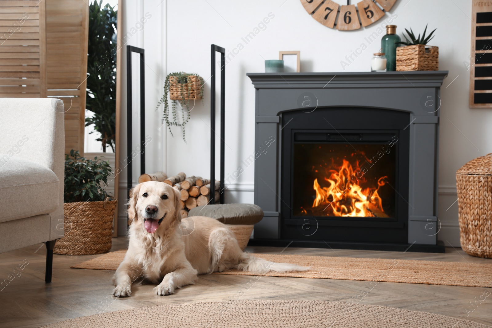 Photo of Adorable Golden Retriever dog on floor near electric fireplace indoors