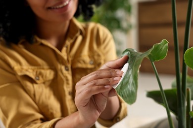 Photo of Closeup of woman wiping beautiful houseplant leaf with cotton pad indoors