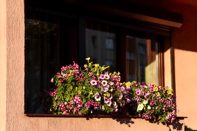 Balcony decorated with beautiful blooming potted plants on sunny day