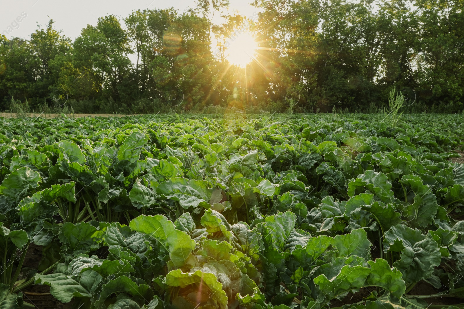 Photo of Beautiful view of beet plants growing in field on sunny day