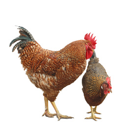 Beautiful rooster and chicken on white background. Domestic animal
