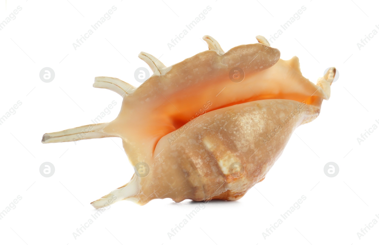 Photo of Beautiful exotic sea shell isolated on white