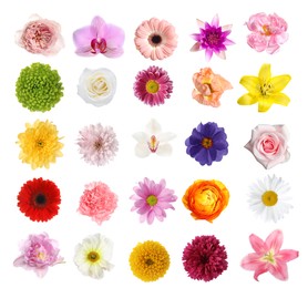 Image of Set of different beautiful flowers on white background