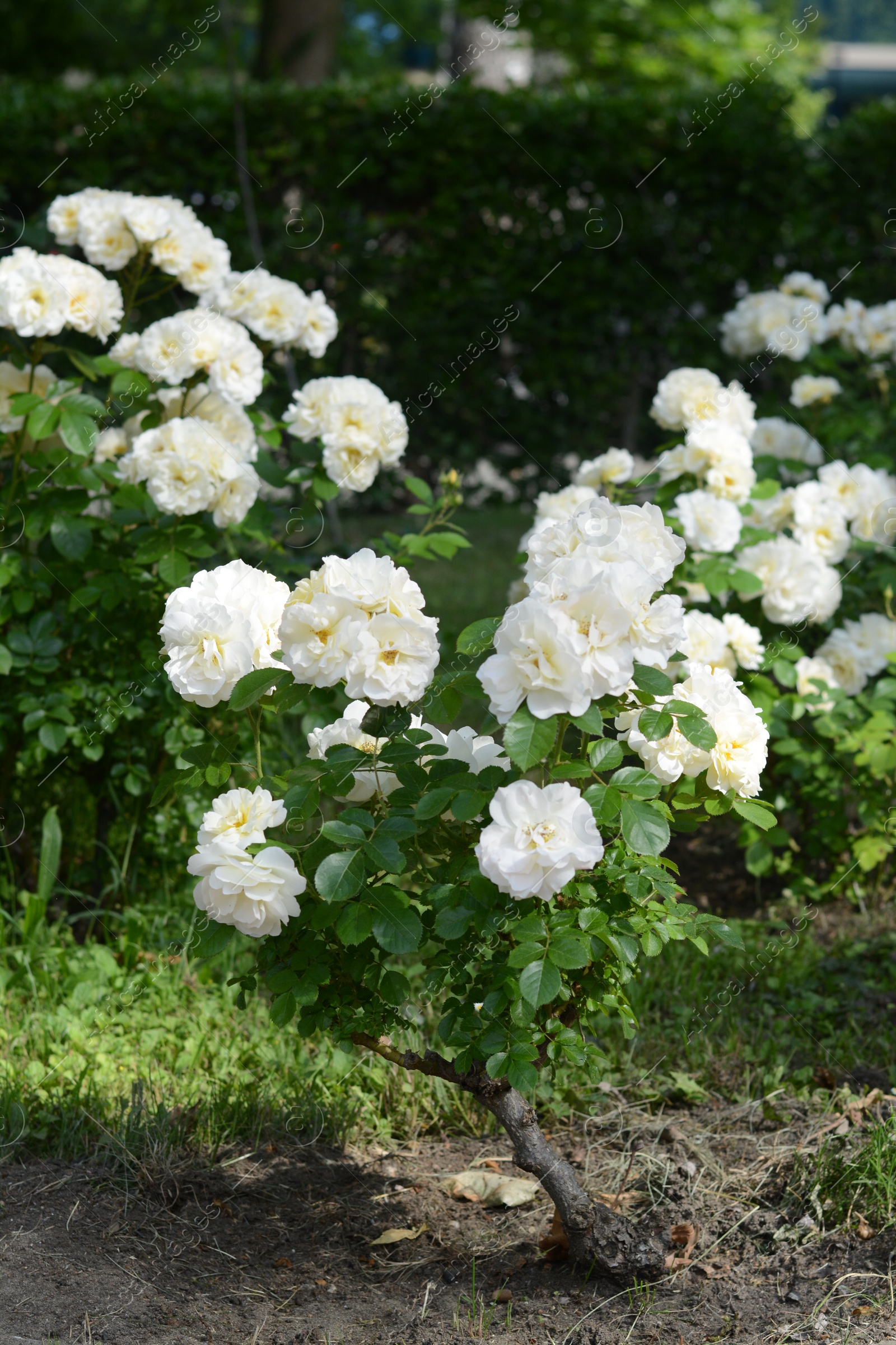 Photo of Bushes with beautiful roses in garden on sunny day
