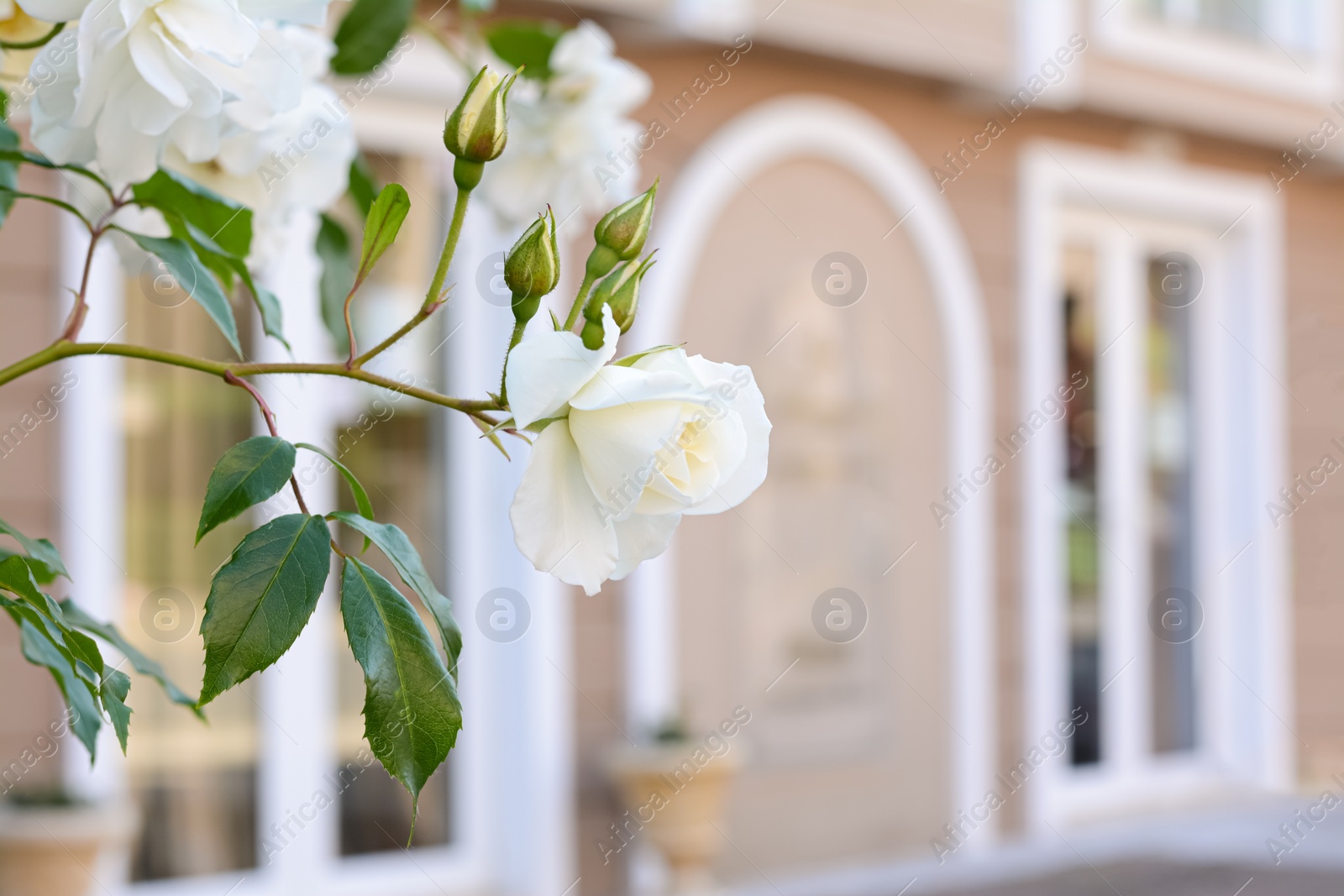 Photo of Beautiful blooming rose bush outdoors, closeup. Space for text