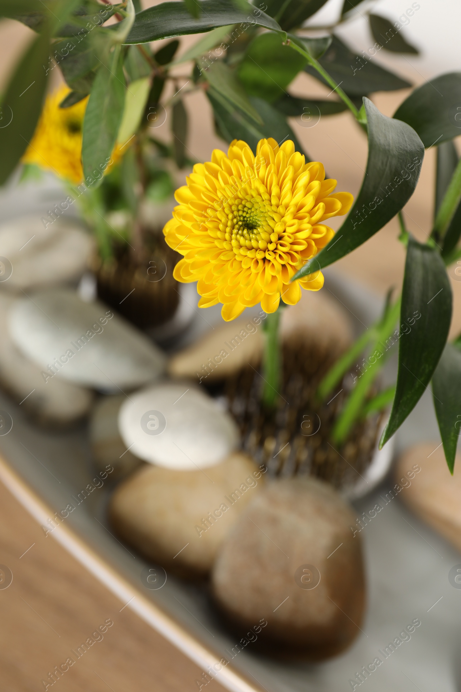 Photo of Beautiful yellow flower and green leaves on light background, above view