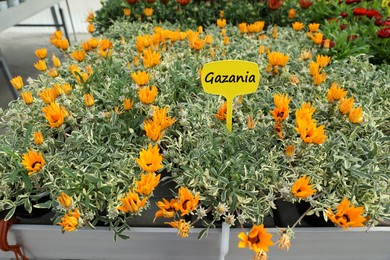 Photo of Many beautiful blooming gazania plants on table in garden center