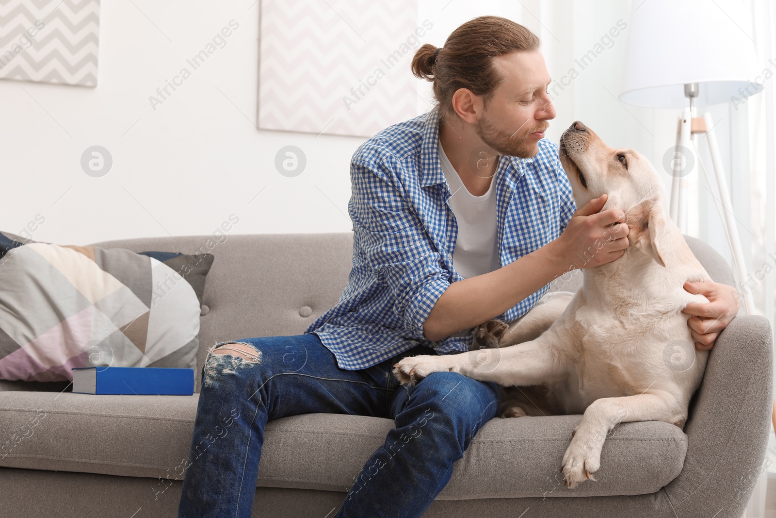 Photo of Adorable yellow labrador retriever with owner on couch indoors