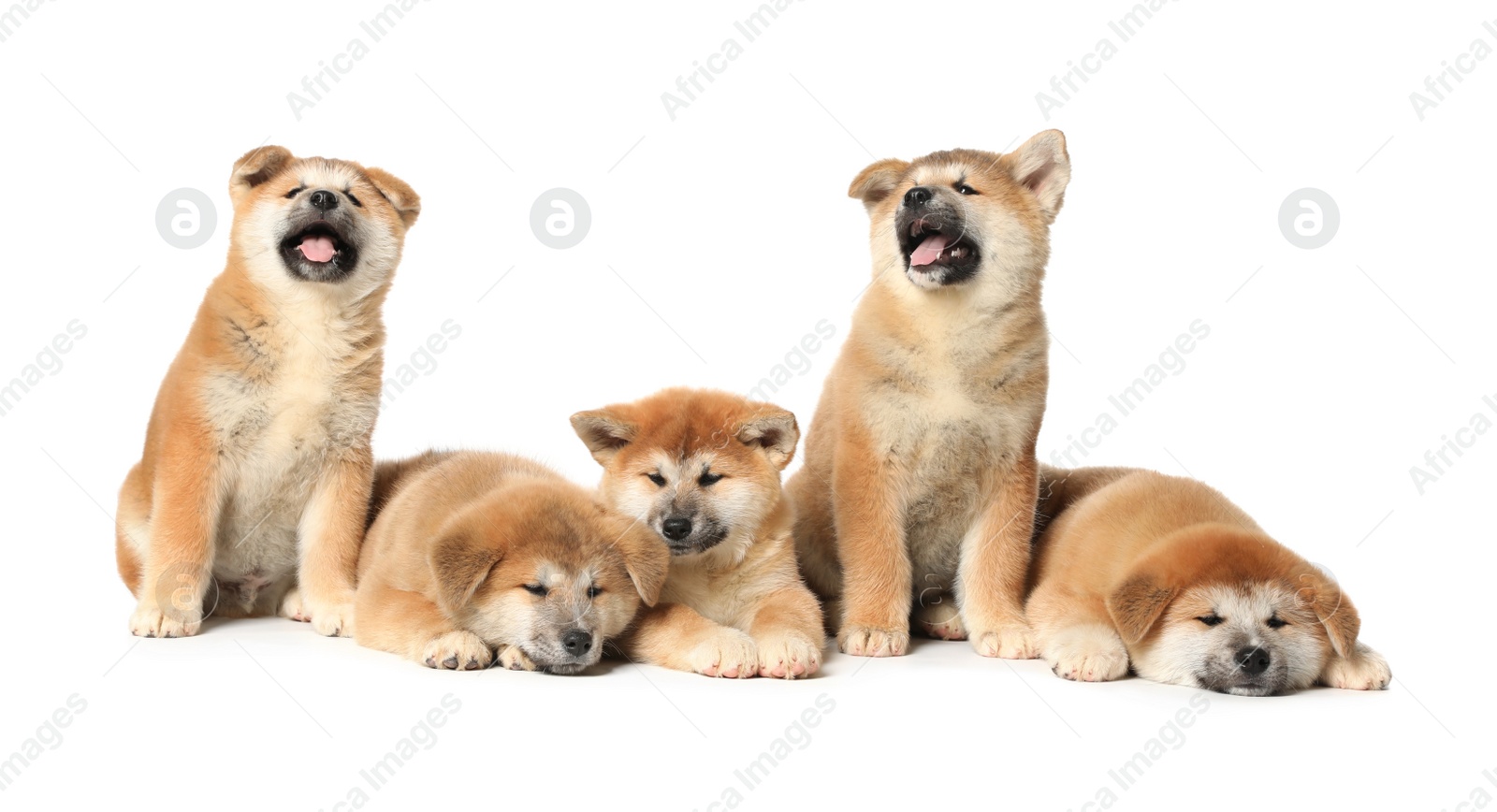 Photo of Cute Akita Inu puppies on white background. Baby animals