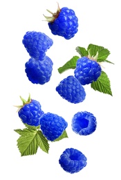 Falling fresh tasty blue raspberries on white background