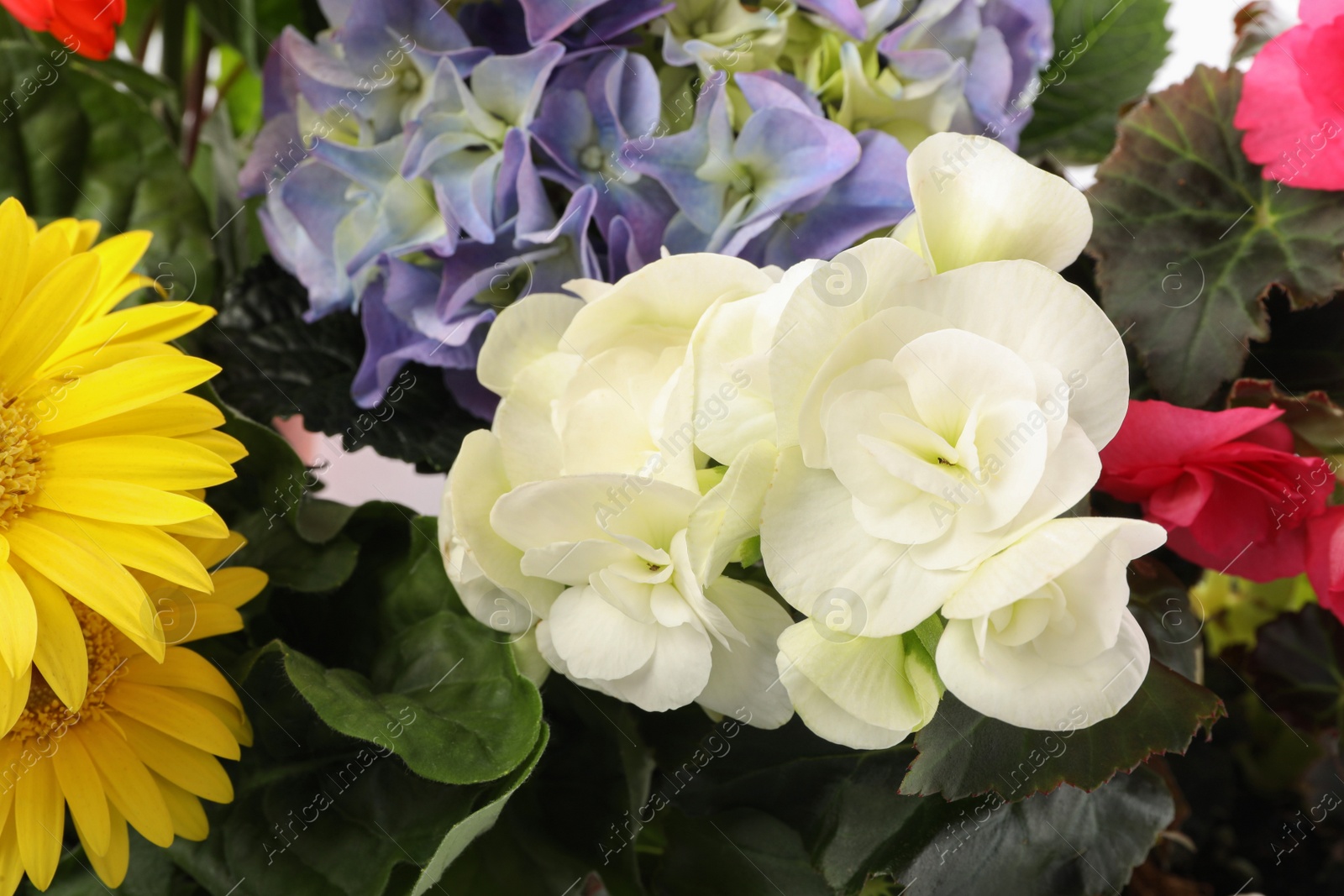 Photo of Many beautiful colorful flowers as background, closeup