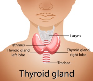 Illustration of human thyroid gland on white background