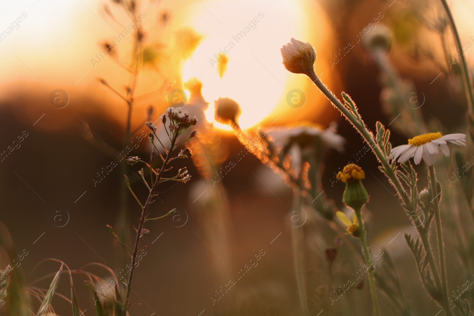 Photo of Beautiful wild flowers growing in spring meadow, closeup