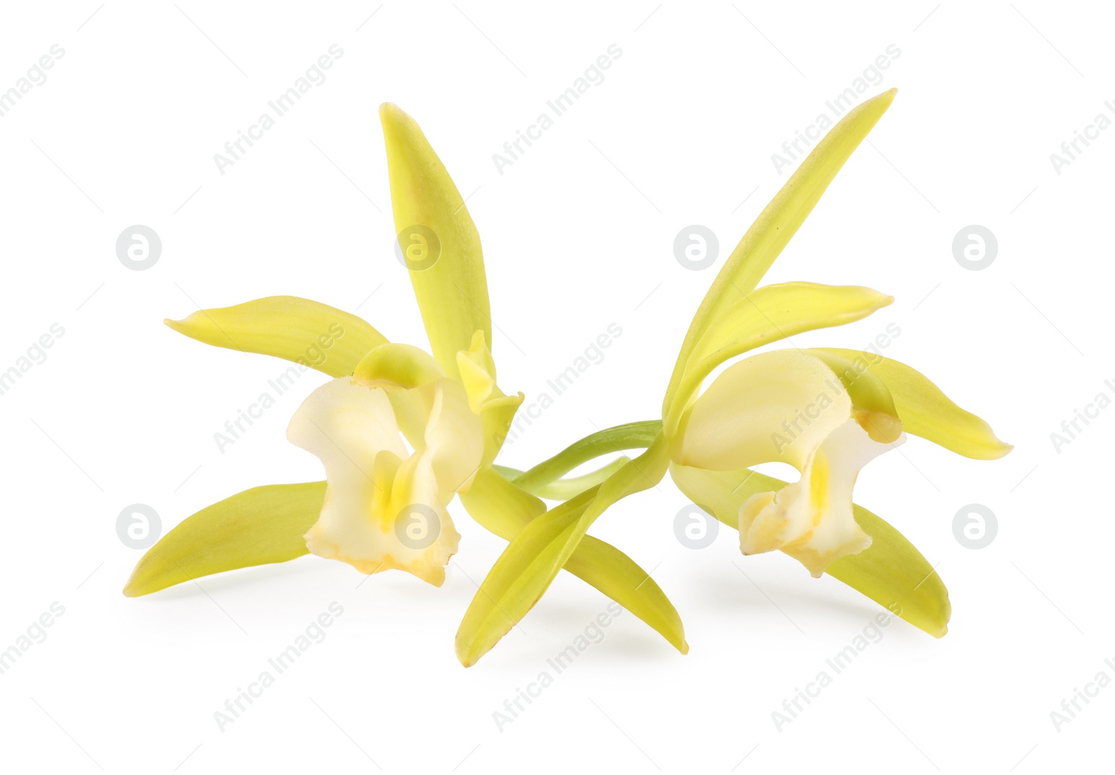 Photo of Yellow vanilla orchid flowers isolated on white