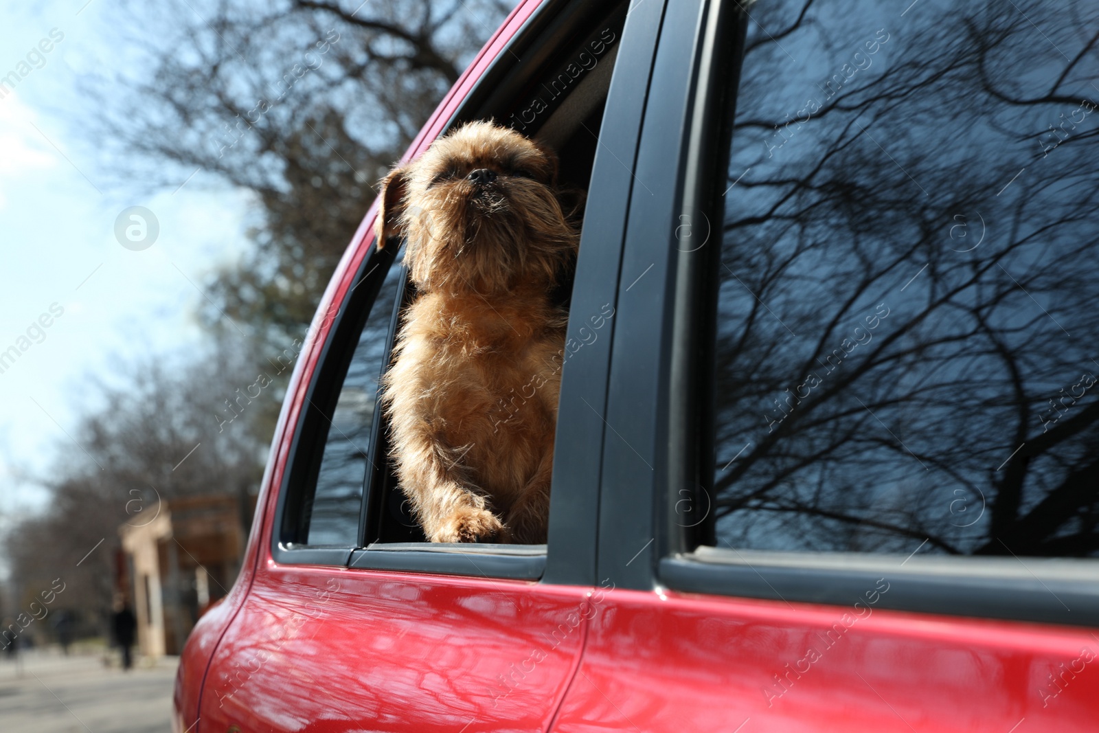 Photo of Adorable little dog looking out from car window. Exciting travel