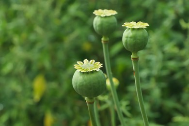 Green poppy heads growing in field, closeup. Space for text