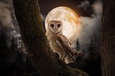 Image of Owl on tree in misty forest under full moon at night
