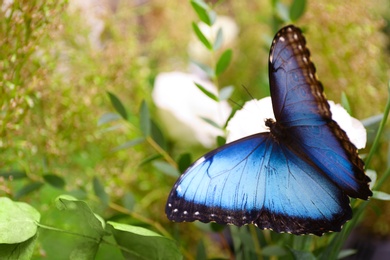 Beautiful Blue Morpho butterfly on eustoma flower outdoors