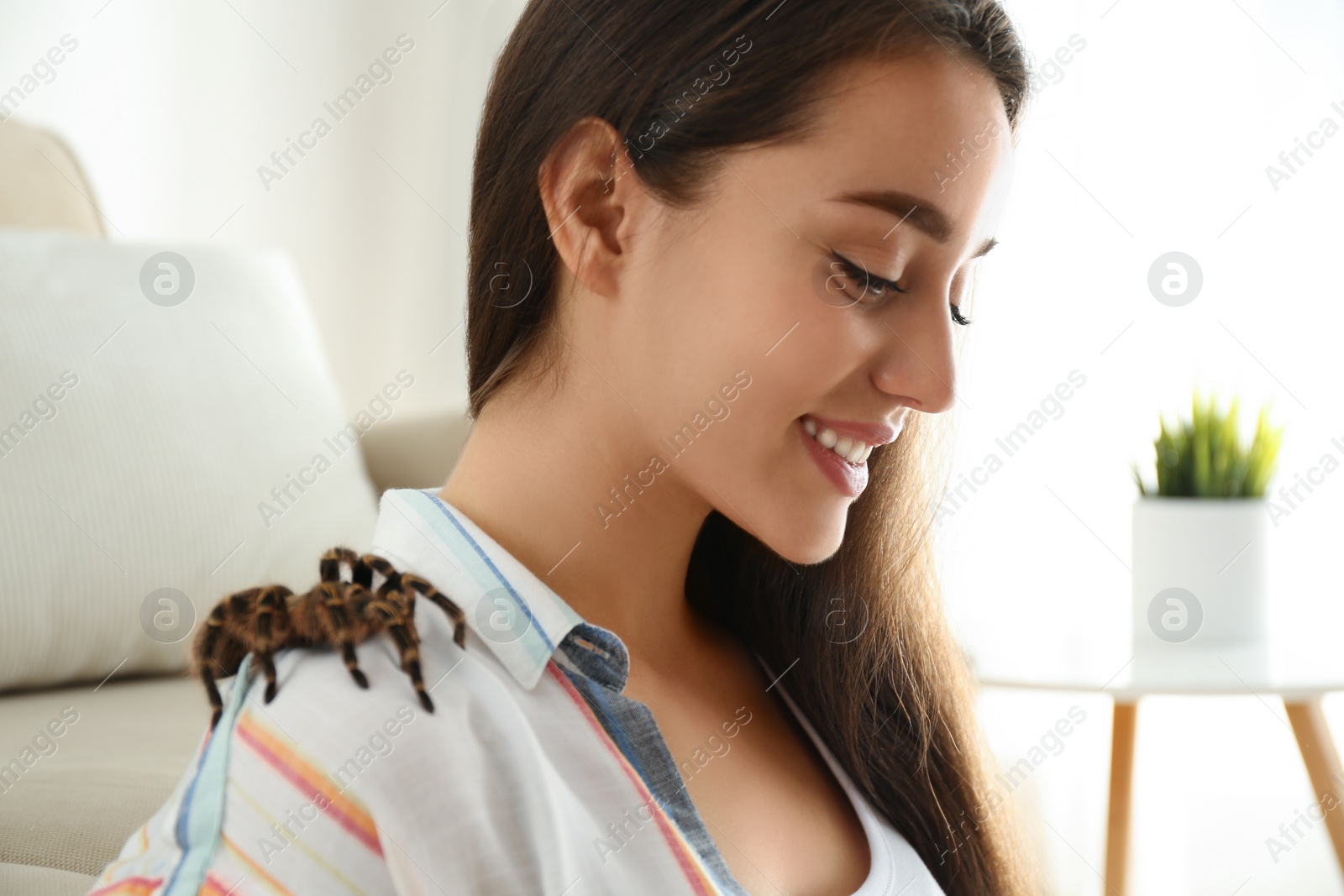 Photo of Young woman with striped knee tarantula on shoulder at home, closeup
