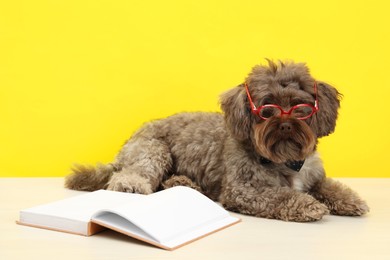 Photo of Cute Maltipoo dog with book wearing glasses on white table against yellow background. Lovely pet