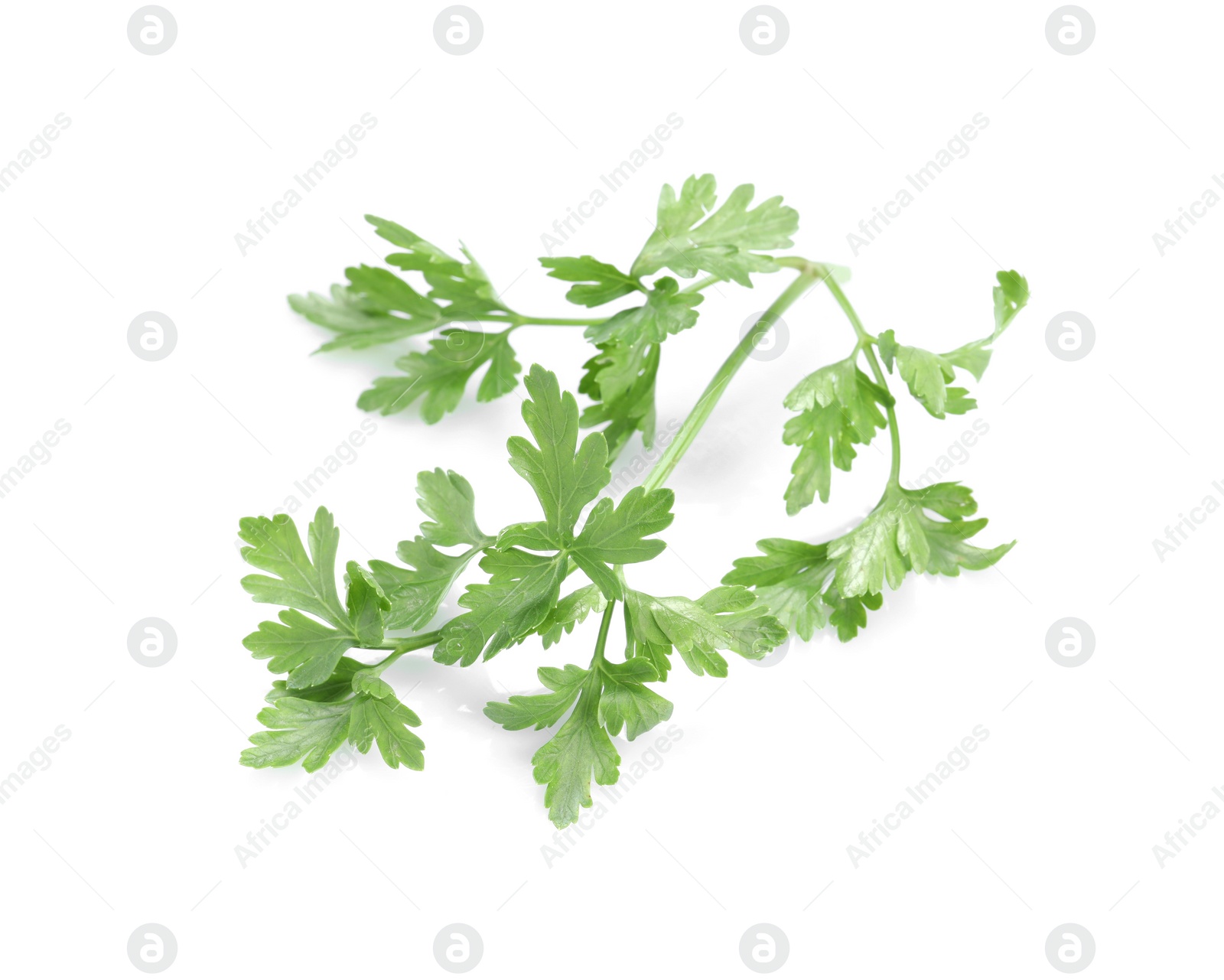 Sprig of fresh green parsley isolated on white Photo of Sprig of fresh green parsley isolated on white