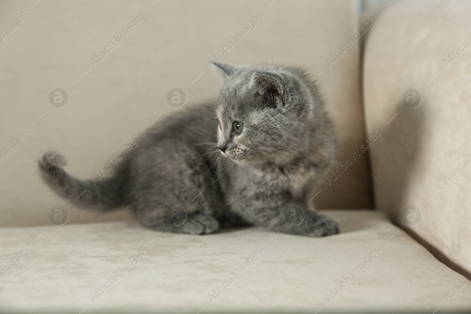 Photo of Cute British Shorthair kitten on beige sofa. Baby animal