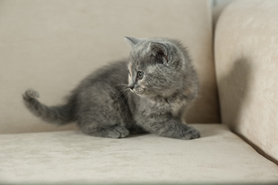 Photo of Cute British Shorthair kitten on beige sofa. Baby animal