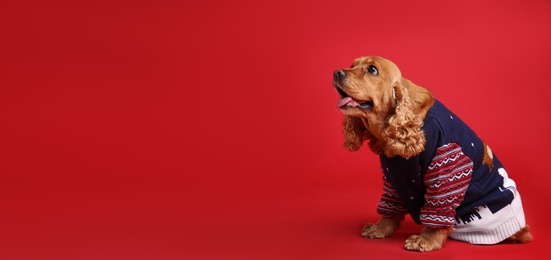 Photo of Adorable Cocker Spaniel in Christmas sweater on red background, space for text