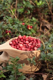 Many ripe lingonberries in wooden cup outdoors