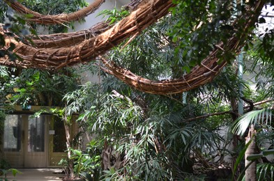 Plants with lush leaves in zoo enclosure