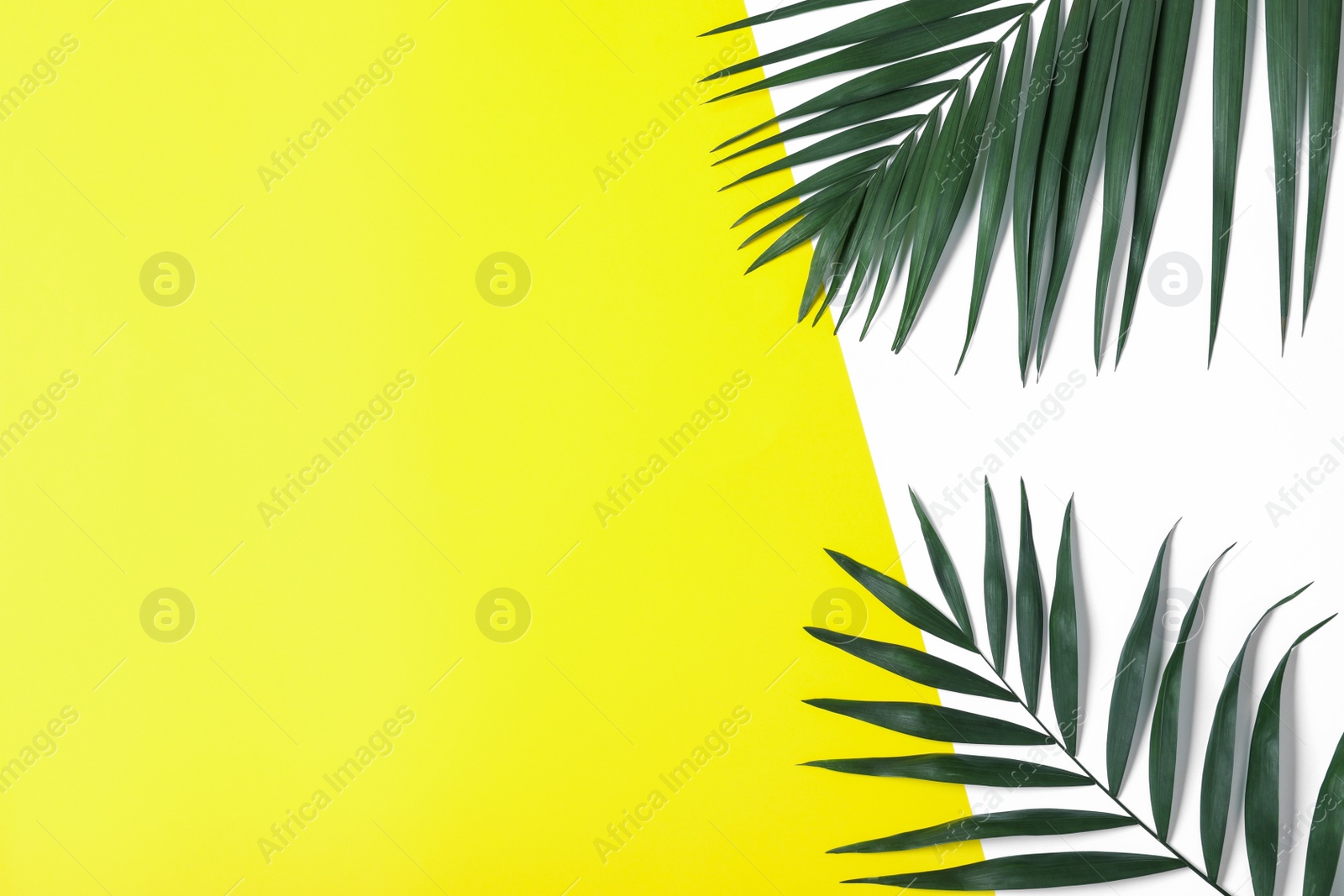 Photo of Beautiful lush tropical leaves on color background. Space for text