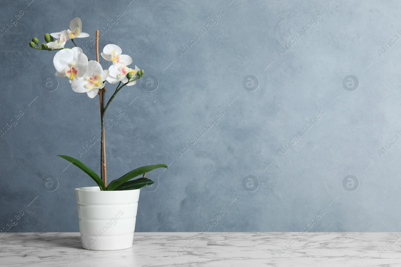 Photo of Artificial orchid plant in flower pot on white marble table. Space for text