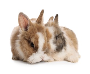 Photo of Cute fluffy pet rabbits isolated on white