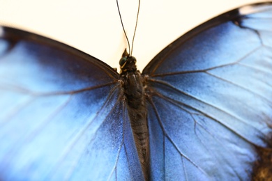 Closeup view of beautiful Blue Morpho butterfly