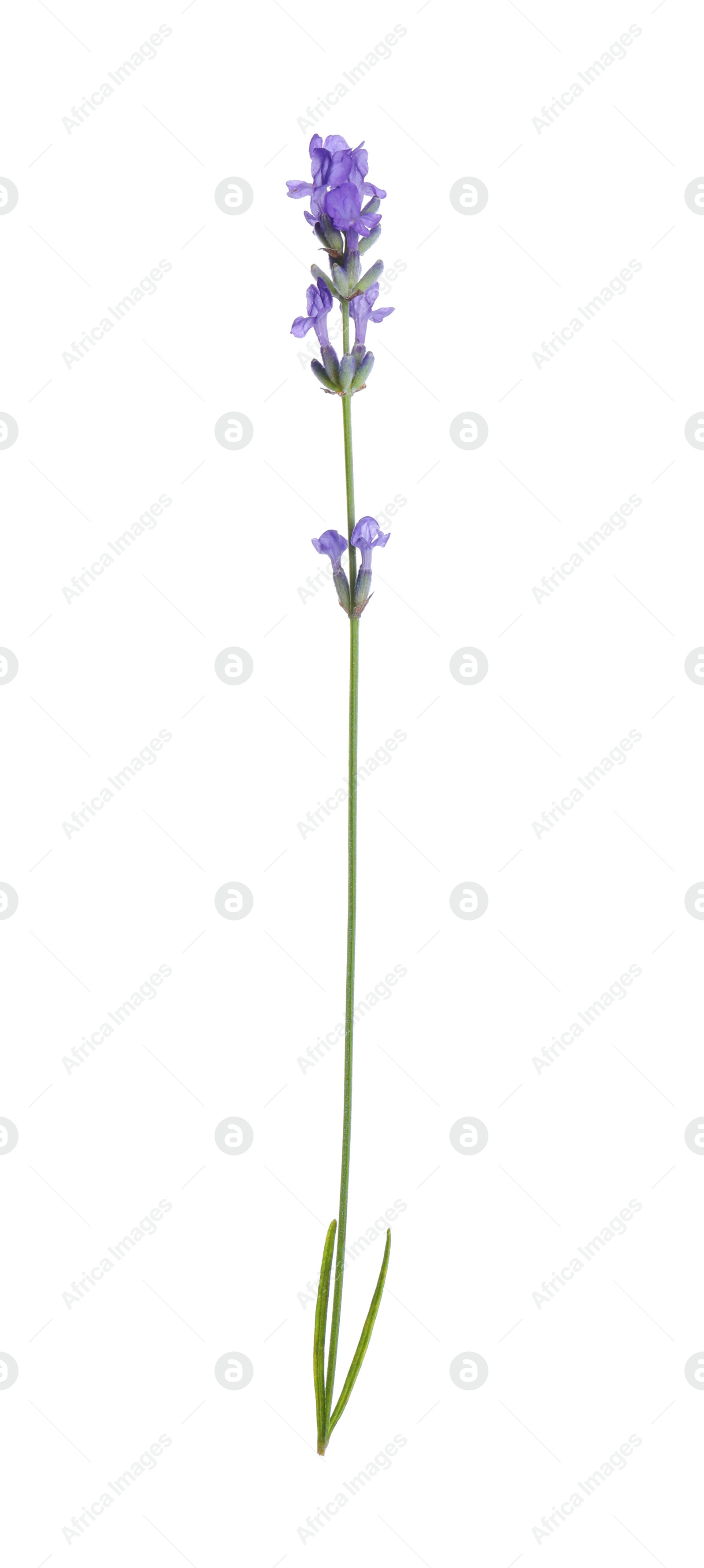 Photo of Beautiful blooming lavender flower isolated on white