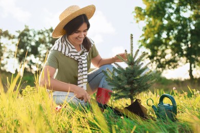 Young woman planting conifer tree in meadow on sunny day