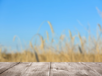 Image of Empty wooden surface and blurred view of wheat field on sunny day. Space for text